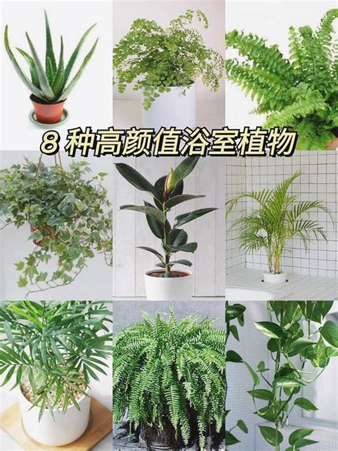 浴室可以放什麼植物|8大適合浴室的植物：讓綠意點亮您的衛浴空間